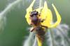 Andrena bicolor